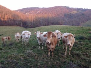 Vaches de la Baquere - Montbrun-Bocage