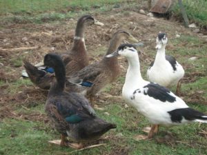 Les canards de l'élevage avicole de Mandorre - Lacaugne